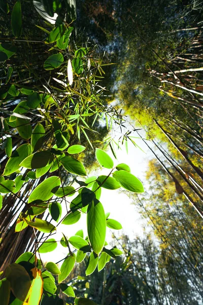 Naturaleza Hoja Verde Bosque — Foto de Stock