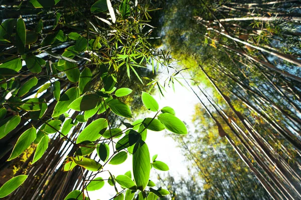 Naturaleza Hoja Verde Bosque — Foto de Stock