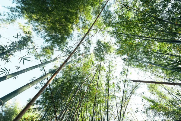 Natura Zielony Liść Lesie — Zdjęcie stockowe