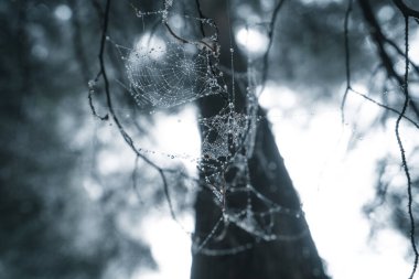Kış tropik ormanlarında sisli orman, sis ve çam ormanı. 