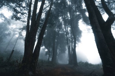 Kış tropik ormanlarında sisli orman, sis ve çam ormanı. 