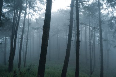 Kış tropik ormanlarında sisli orman, sis ve çam ormanı. 
