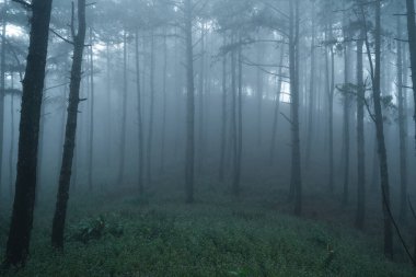 Kış tropik ormanlarında sisli orman, sis ve çam ormanı. 