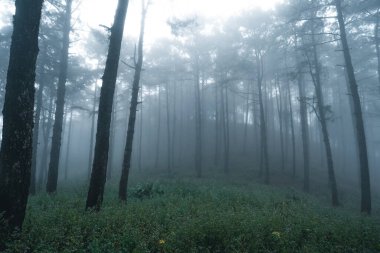 Kış tropik ormanlarında sisli orman, sis ve çam ormanı. 