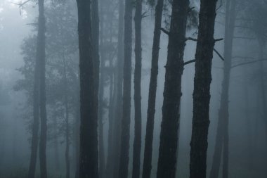 Kış tropik ormanlarında sisli orman, sis ve çam ormanı. 