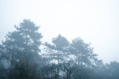 Kış tropik ormanlarında sisli orman, sis ve çam ormanı. 