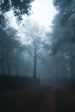 Kış tropik ormanlarında sisli orman, sis ve çam ormanı. 