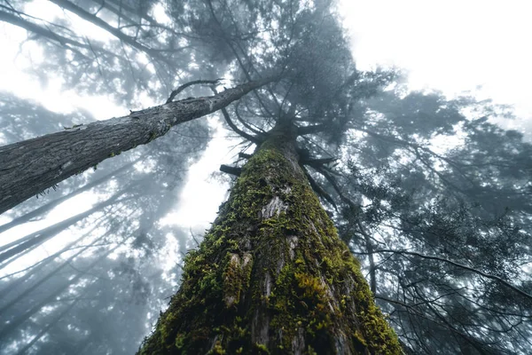 Misty forest,Fog and pine forest in the winter tropical forest,Fog and pine