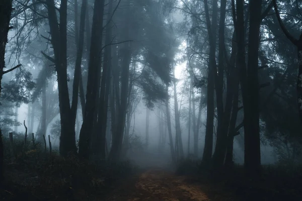 Misty forest,Fog and pine forest in the winter tropical forest,Fog and pine