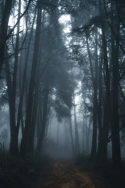 Kış Tropik Ormanlarında Sisli Orman Sis Çam Ormanı — Stok fotoğraf