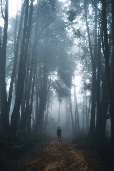 Człowiek Ciemnym Lesie Mgła Las Sosnowy Zimowym Lesie Tropikalnym Mgła — Zdjęcie stockowe