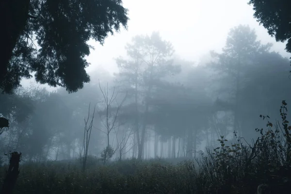 Floresta Nebulosa Neblina Pinhal Floresta Tropical Inverno Neblina Pinho — Fotografia de Stock