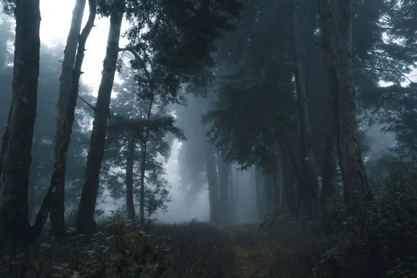 冬の熱帯林 霧と松林 霧と松 — ストック写真