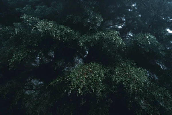 Misty forest,Fog and pine forest in the winter tropical forest,Fog and pine