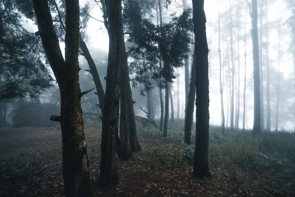 Forêt Brumeuse Forêt Brouillard Pins Dans Forêt Tropicale Hivernale Brouillard — Photo