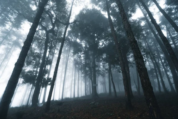 Затуманений Ліс Туман Сосновий Ліс Зимових Тропічних Лісах Туман Сосна — стокове фото