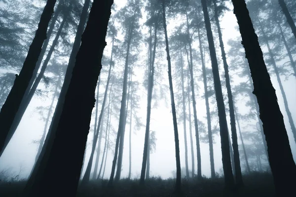 Туманный Лес Туман Сосновый Лес Зимой Тропический Лес Туман Сосна — стоковое фото