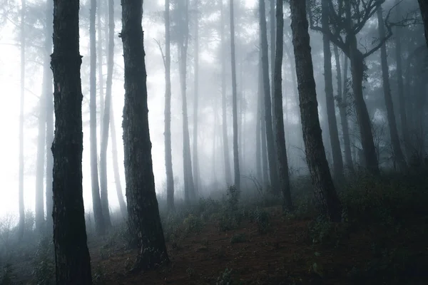 Mglisty Las Mgła Las Sosnowy Zimowym Lesie Tropikalnym Mgła Sosna — Zdjęcie stockowe