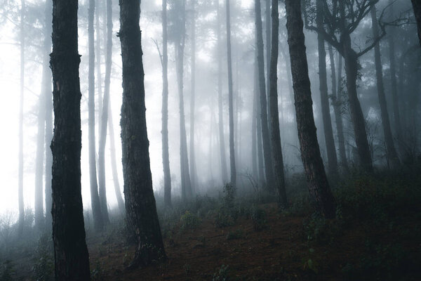 Misty forest,Fog and pine forest in the winter tropical forest,Fog and pine 