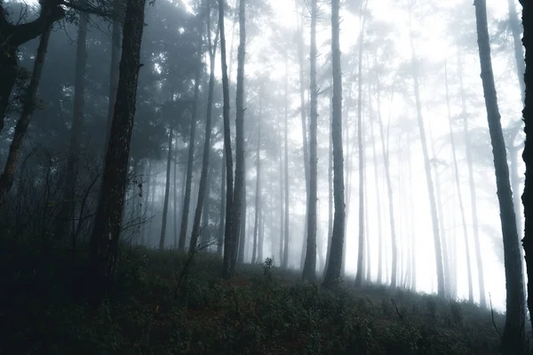 Δάση Ομιχλώδη Ομίχλη Και Πευκοδάσος Στο Χειμερινό Τροπικό Δάσος Ομίχλη — Φωτογραφία Αρχείου