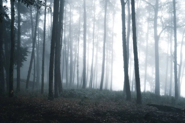 Forêt Brumeuse Forêt Brouillard Pins Dans Forêt Tropicale Hivernale Brouillard — Photo