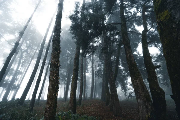 Затуманений Ліс Туман Сосновий Ліс Зимових Тропічних Лісах Туман Сосна — стокове фото