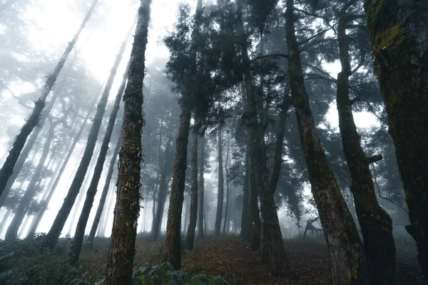 Misty Forest Fog Pine Forest Winter Tropical Forest Fog Pine — Stock Photo, Image