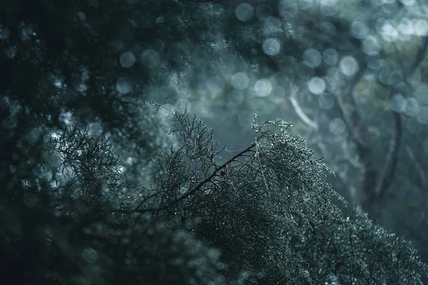 Mglisty Las Mgła Las Sosnowy Zimowym Lesie Tropikalnym Mgła Sosna — Zdjęcie stockowe
