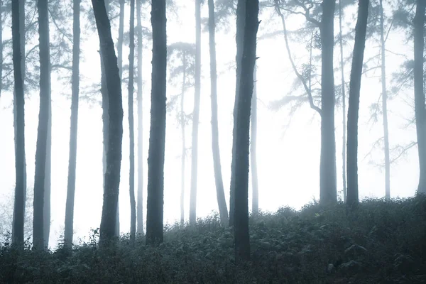 Floresta Nebulosa Neblina Pinhal Floresta Tropical Inverno Neblina Pinho — Fotografia de Stock