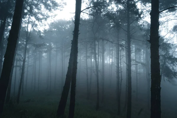 Floresta Nebulosa Neblina Pinhal Floresta Tropical Inverno Neblina Pinho — Fotografia de Stock