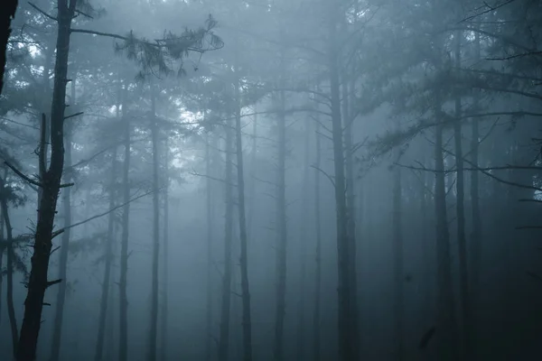 Misty Forest Fog Pine Forest Winter Tropical Forest Fog Pine — Stock Photo, Image