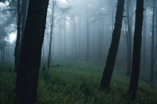 Misty Forest Fog Pine Forest Winter Tropical Forest Fog Pine — Stock Photo, Image