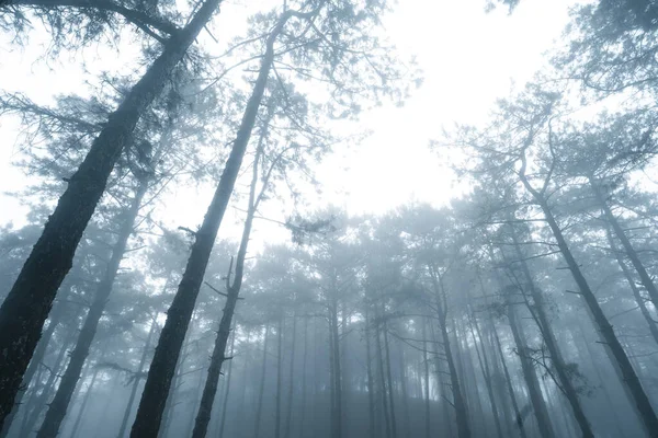 Forêt Brumeuse Forêt Brouillard Pins Dans Forêt Tropicale Hivernale Brouillard — Photo
