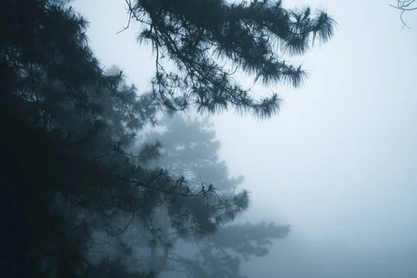 Misty Bos Mist Dennenbos Winter Tropisch Bos Mist Dennen — Stockfoto