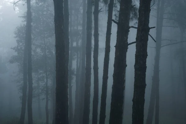 Misty Bos Mist Dennenbos Winter Tropisch Bos Mist Dennen — Stockfoto