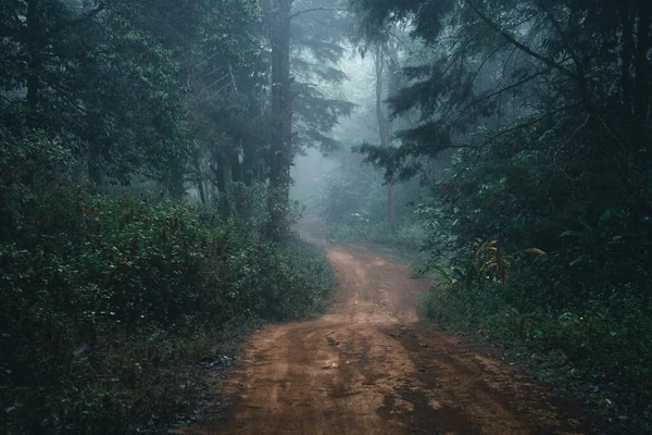 Misty Forest Fog Pine Forest Winter Tropical Forest Fog Pine — Stock Photo, Image