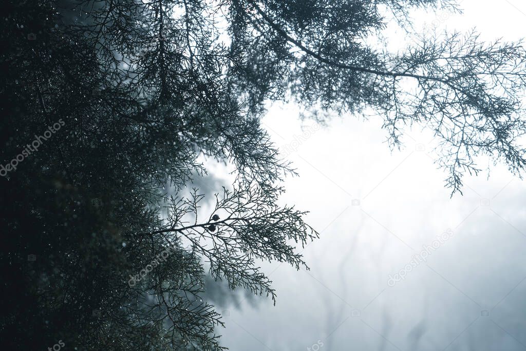 Misty forest,Fog and pine forest in the winter tropical forest,Fog and pine 