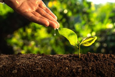 Ağaç dikme, Eller doğadaki bitkileri sulama.