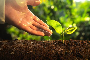 Ağaç dikme, Eller doğadaki bitkileri sulama.