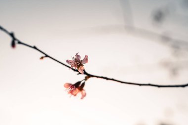 Pembe çiçekler akşam çiçek açıyor. Doğal ışık 