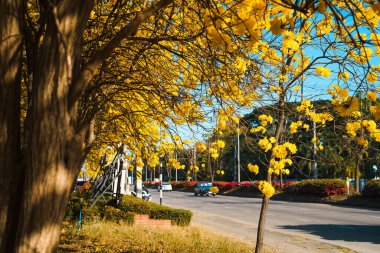Yazın mavi gökyüzüne karşı sarı çiçekler, yaz çiçeği arkaplanı, Tallow Pui