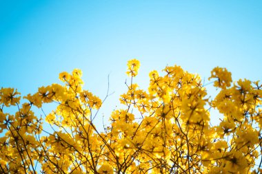 Yazın mavi gökyüzüne karşı sarı çiçekler, yaz çiçeği arkaplanı, Tallow Pui