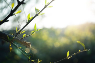 Yapraklar akşam sıcacık ışıkla parlıyor.. 