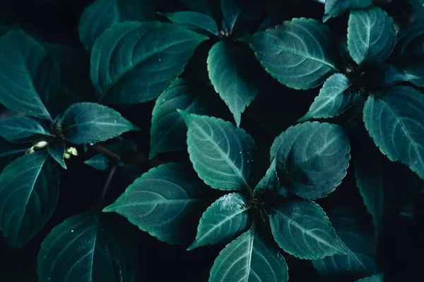 Dark leaves with overlapping leaves
