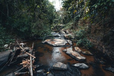Tropikal bir doğal ormanda bir dere ve kayalar, yürüyüş... 