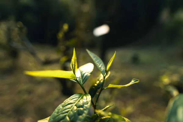 Green tea leaves in spring nature ,Fresh tea leaves