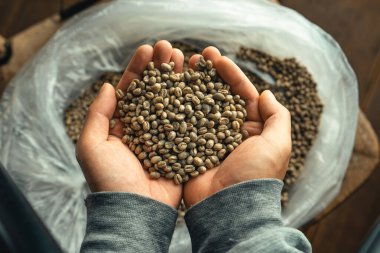 Elde kavrulmadan önce kahve çekirdekleri Kuru kahve çekirdekleri