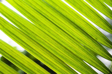 Yeşil rattan yaprakları arkaplan