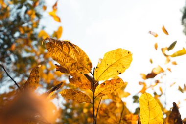 Sarı ve yeşil yapraklar, tropikal ormanda yaz mevsimi