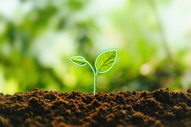 Doğada küçük ağaçlar ağaç dikiyorlar.